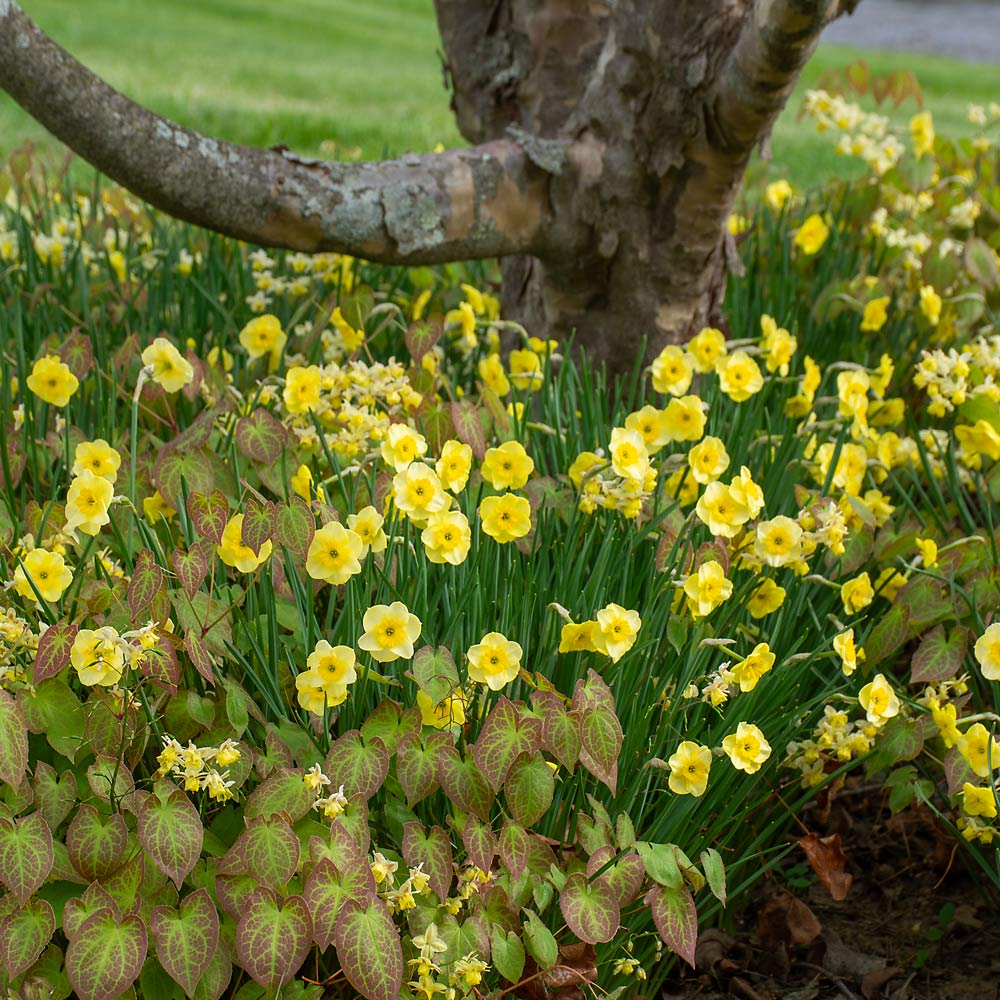 Narcissus 'Sun Disc'