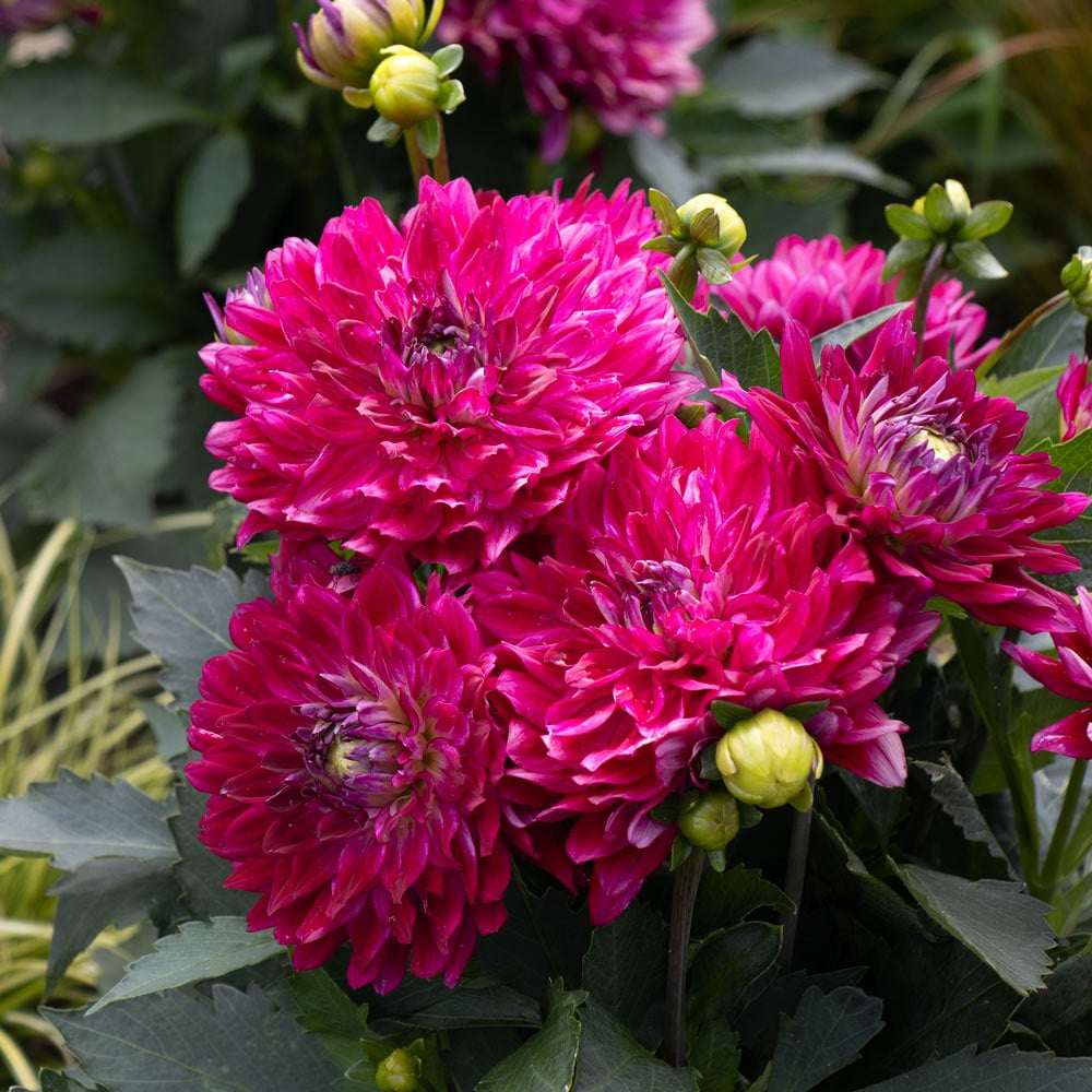 Dahlia MegaBoom 'Raspberry Ice'