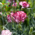  Dianthus caryophyllus 'Raspberry Ripple'