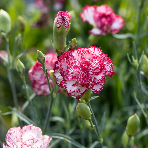 Dianthus Fire and Ice | White Flower Farm