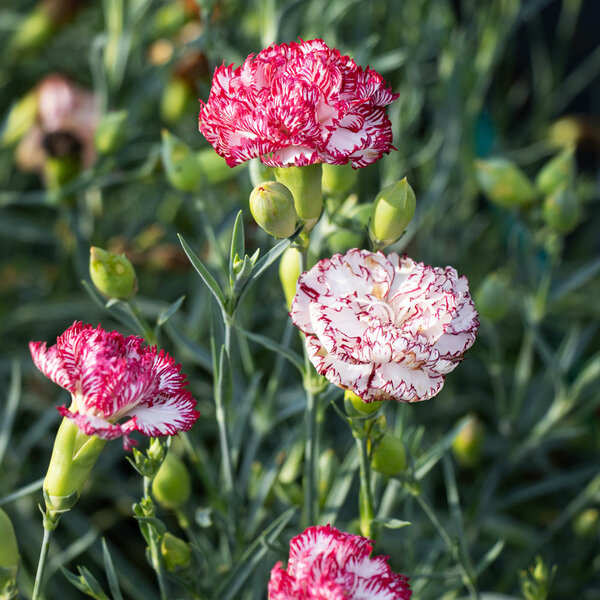 Dianthus Fire and Ice | White Flower Farm