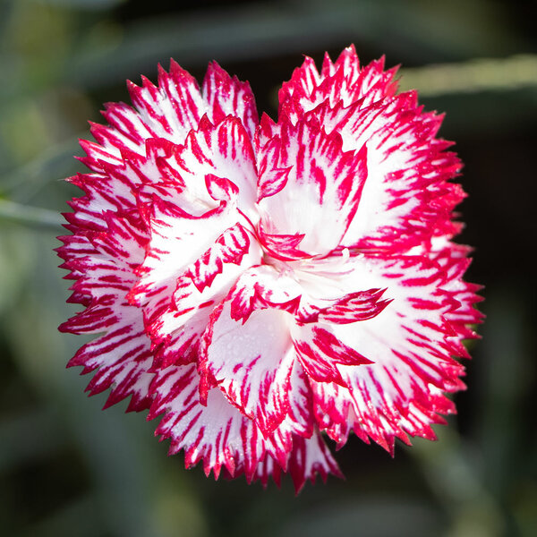 Dianthus Fire and Ice | White Flower Farm