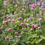 Gomphrena