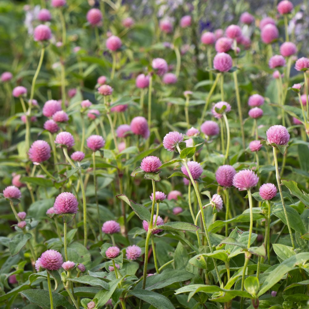 Gomphrena globosa 'Raspberry Cream'