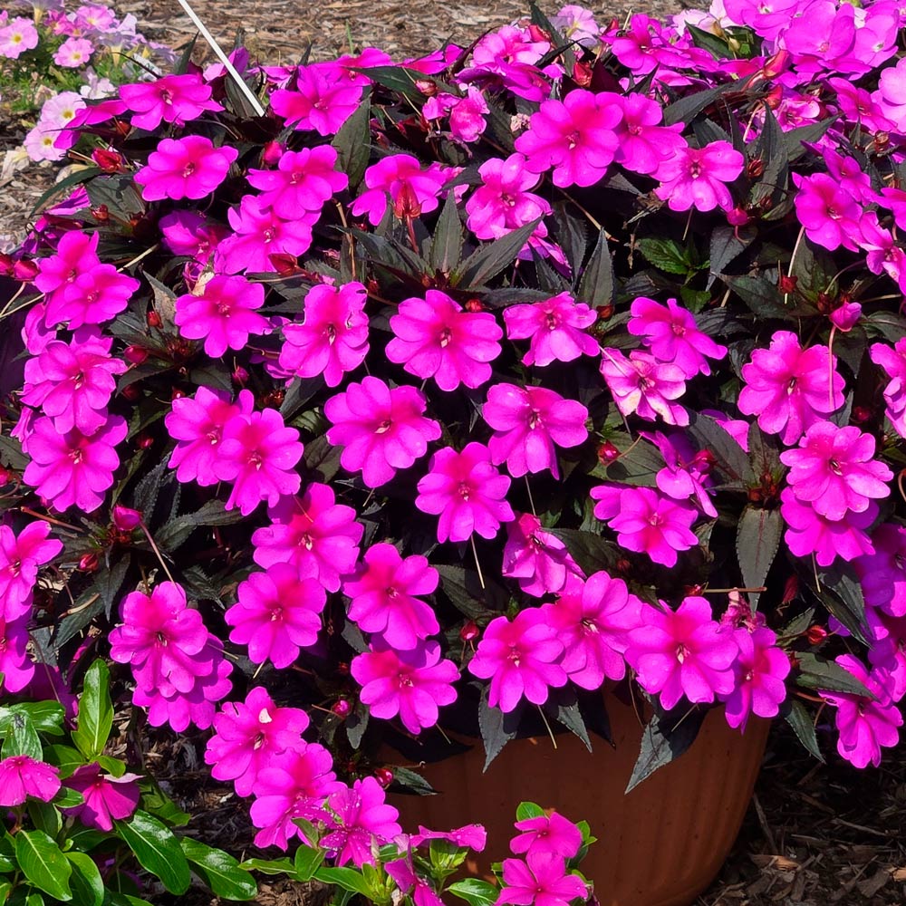 Impatiens SunPatiens® Compact Purple Candy