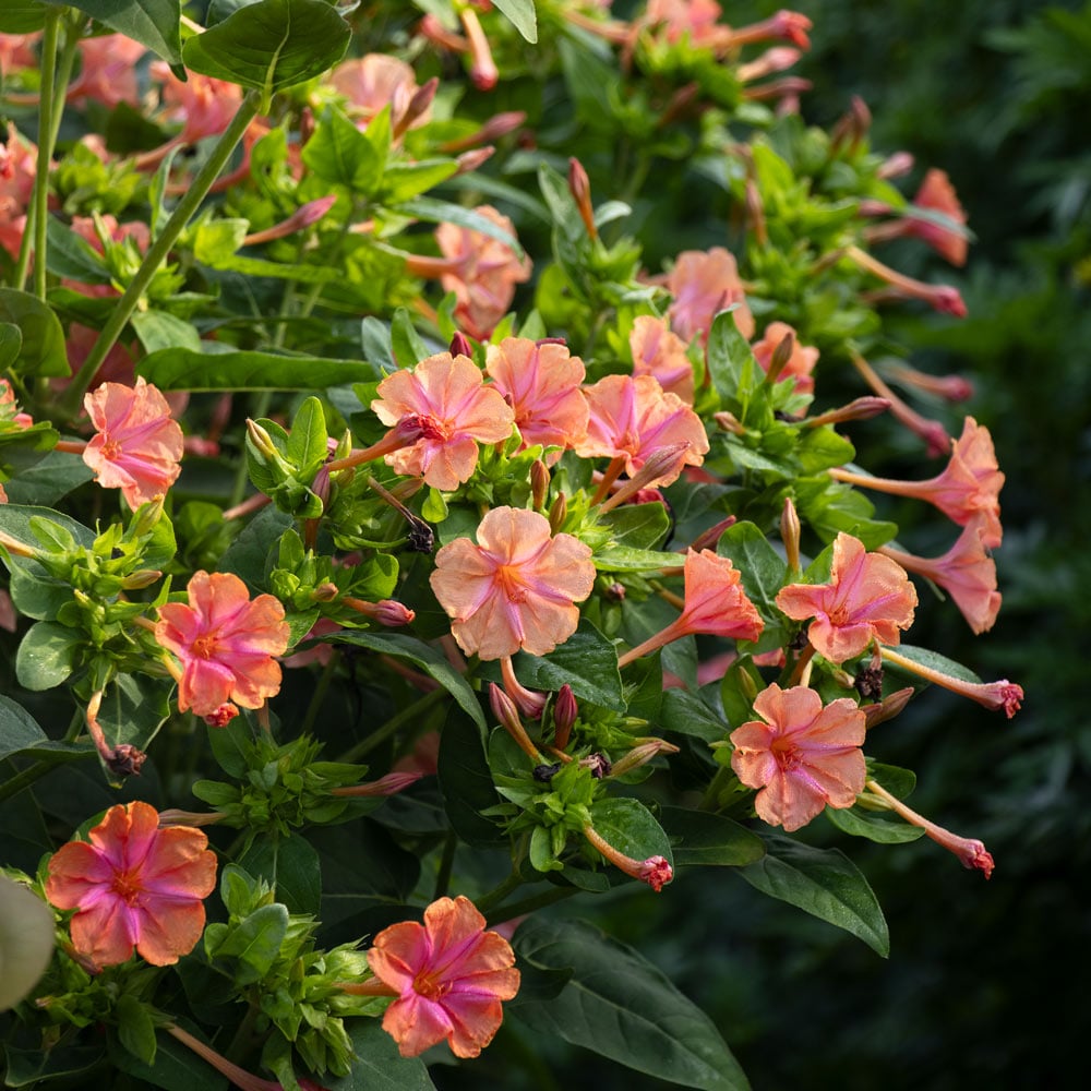 Mirabilis jalapa 'Salmon Sunset'