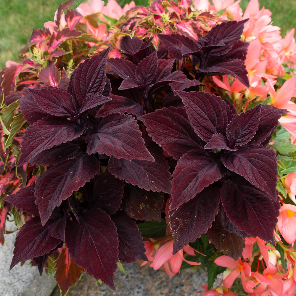 Coleus Talavera™ Chocolate Velveteen