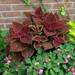  Coleus Talavera™ 'Moondust'