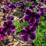  Petunia Crazytunia® Cosmic Violet