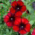  Petunia Crazytunia® Gingersnap