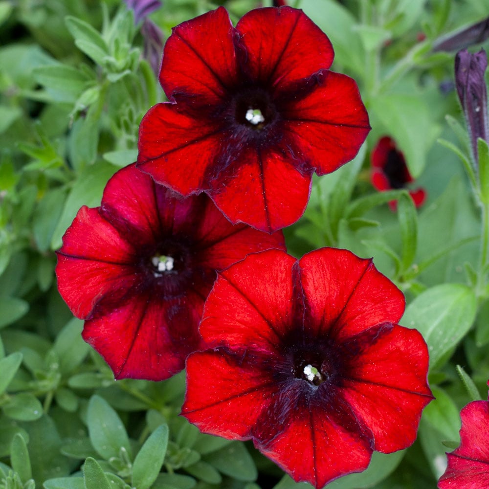 Petunia Crazytunia® Gingersnap