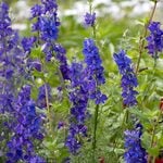 Annuals for Cutting