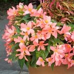  Begonia Florencio™ 'Pink'