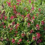  Cuphea llavea 'Diablo'