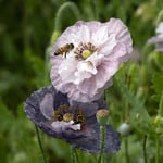 New Annuals