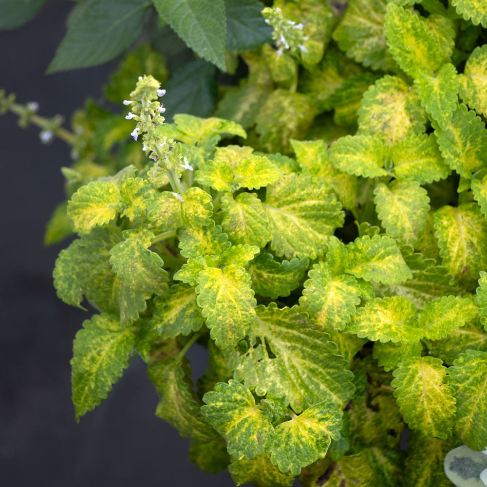 Coleus PartyTime™ 'Lime'