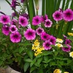  Petunia SureShot™ Pink Vein