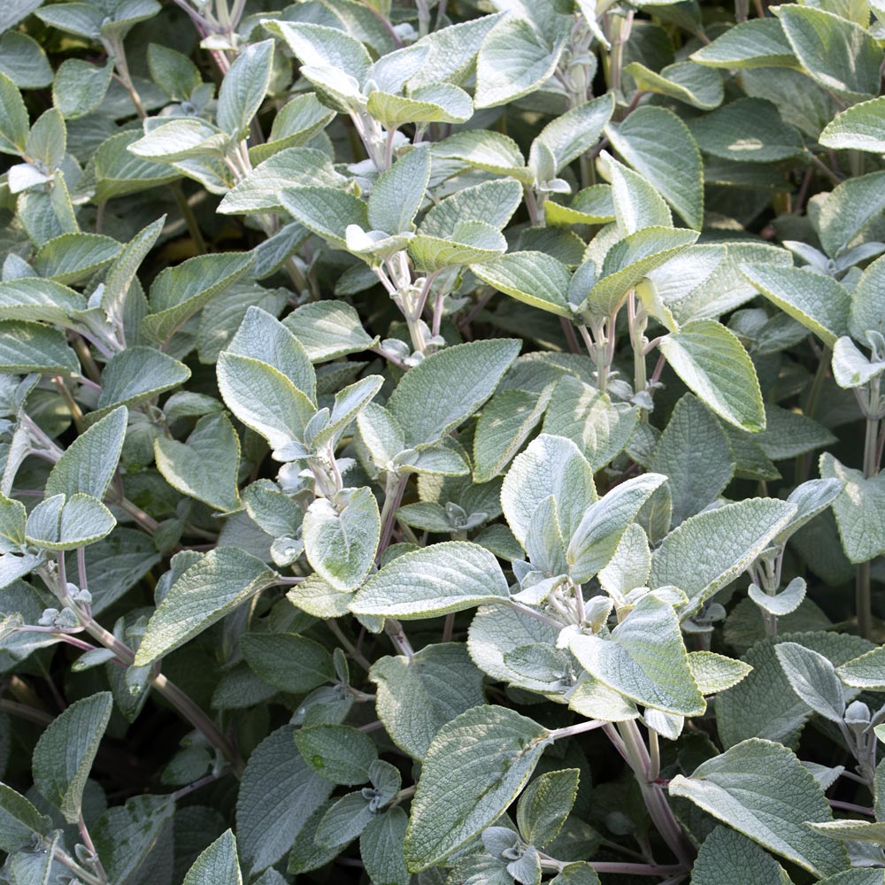 Plectranthus argentatus 'Silver Shield'