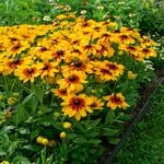 Annual Rudbeckia