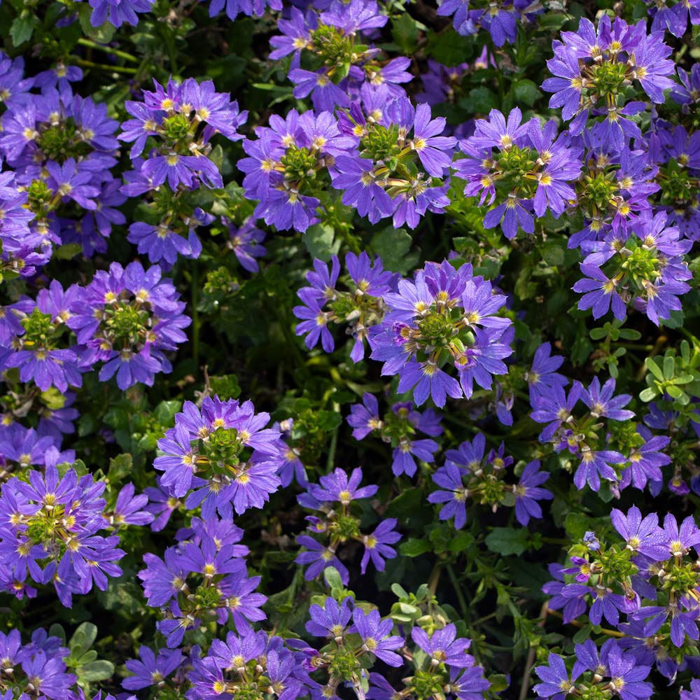 Scaevola 'Blue Brilliance'