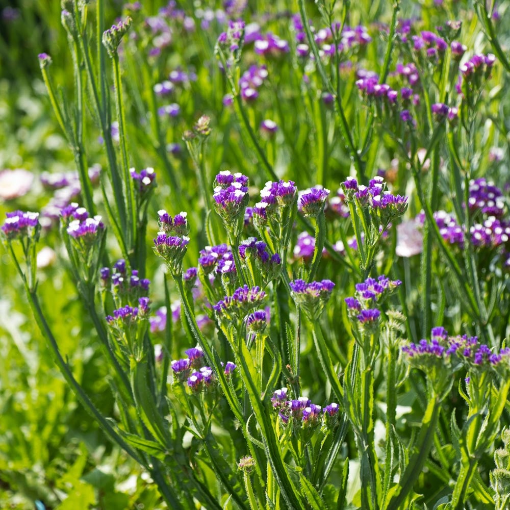 Limonium sinuatum 'Seeker Purple'