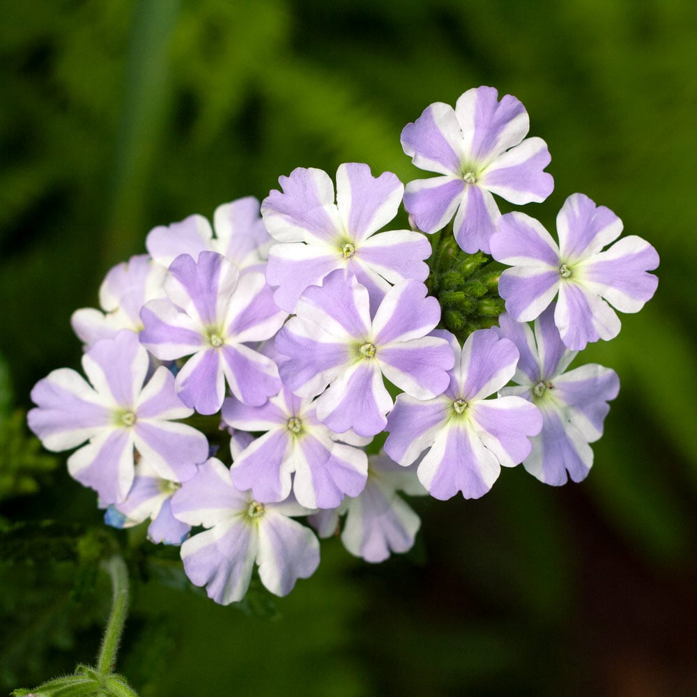 Verbena Voodoo™ Lavender Star