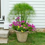 Web-Only Annuals