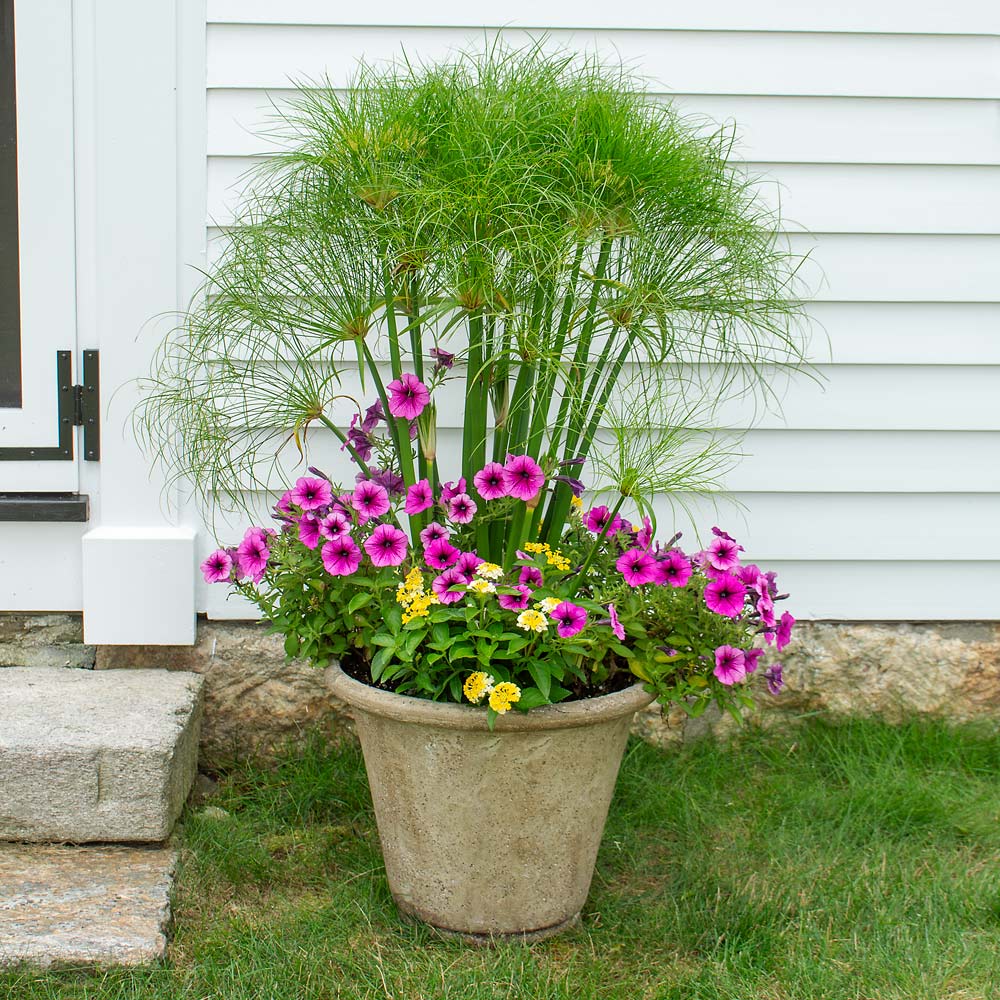 Summer Fireworks Container Garden