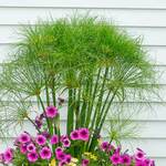  Cyperus Nile Princess™