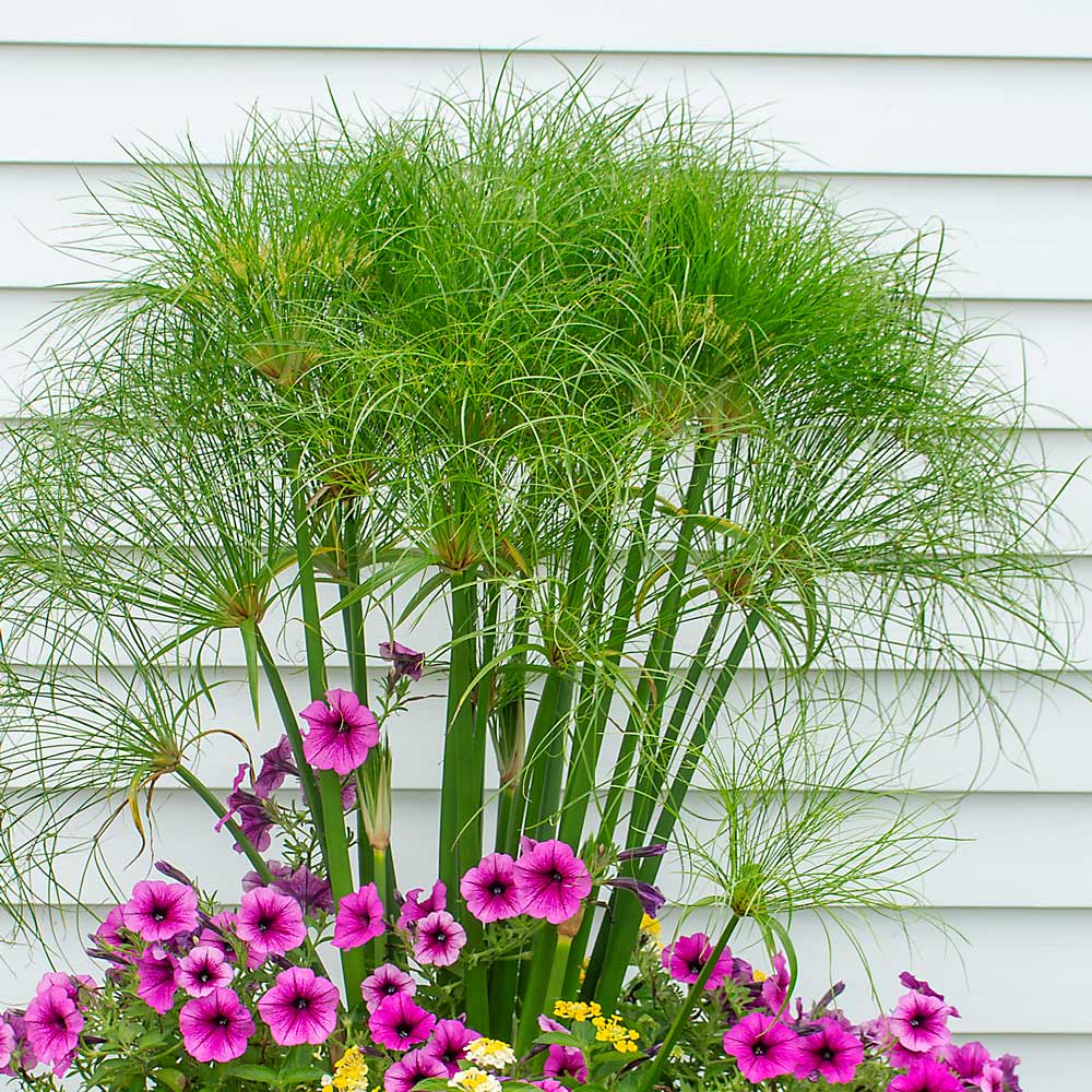 Cyperus Nile Princess™