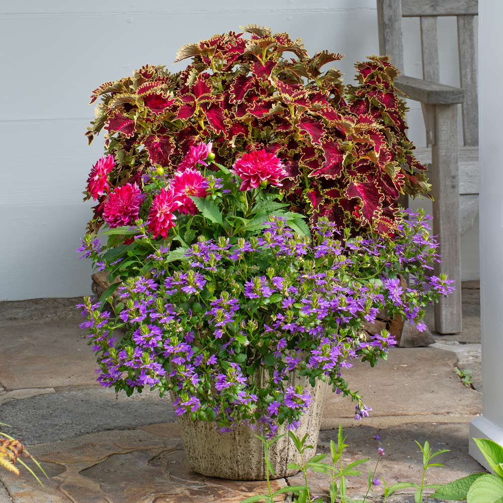 Hello Summer Container Garden