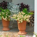  Phenomenal Foliage Container Garden