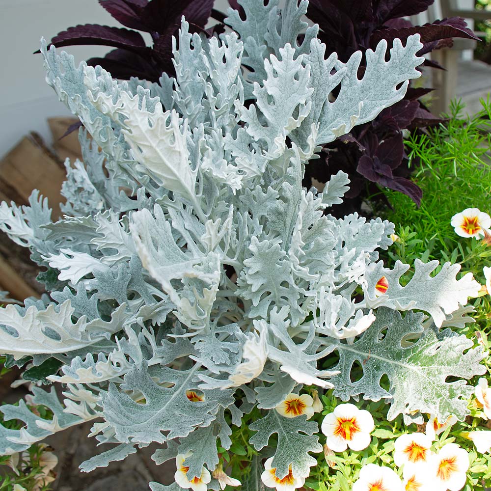 Senecio 'Winter Whispers'