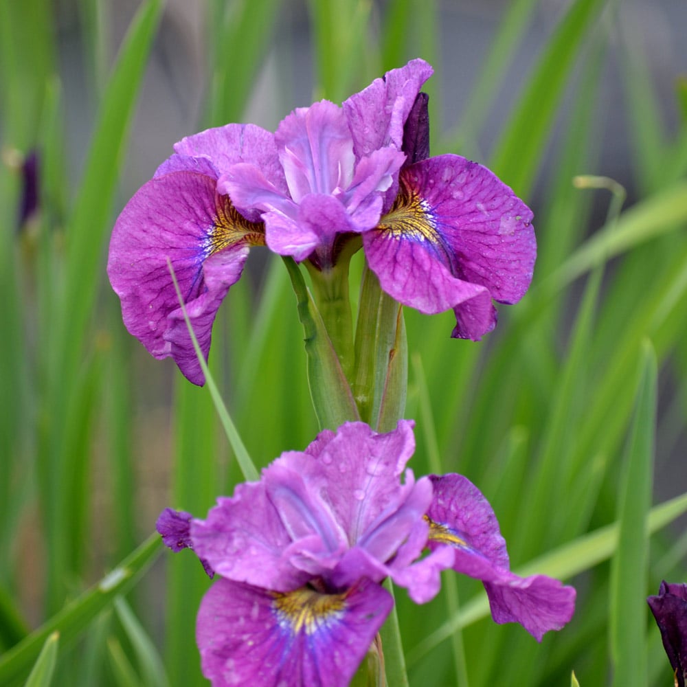 Iris sibirica 'See Ya Later' - Reblooming
