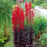  Lobelia 'Queen Victoria'