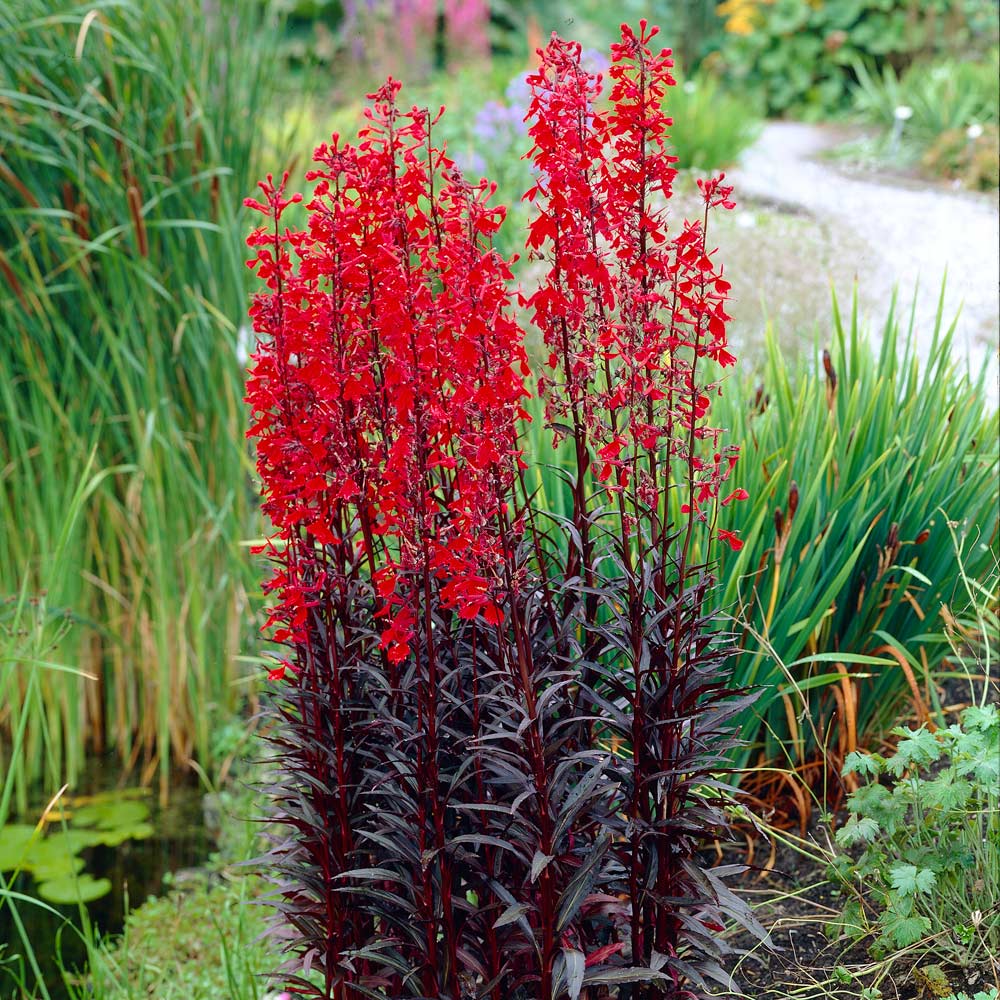 Lobelia 'Queen Victoria'