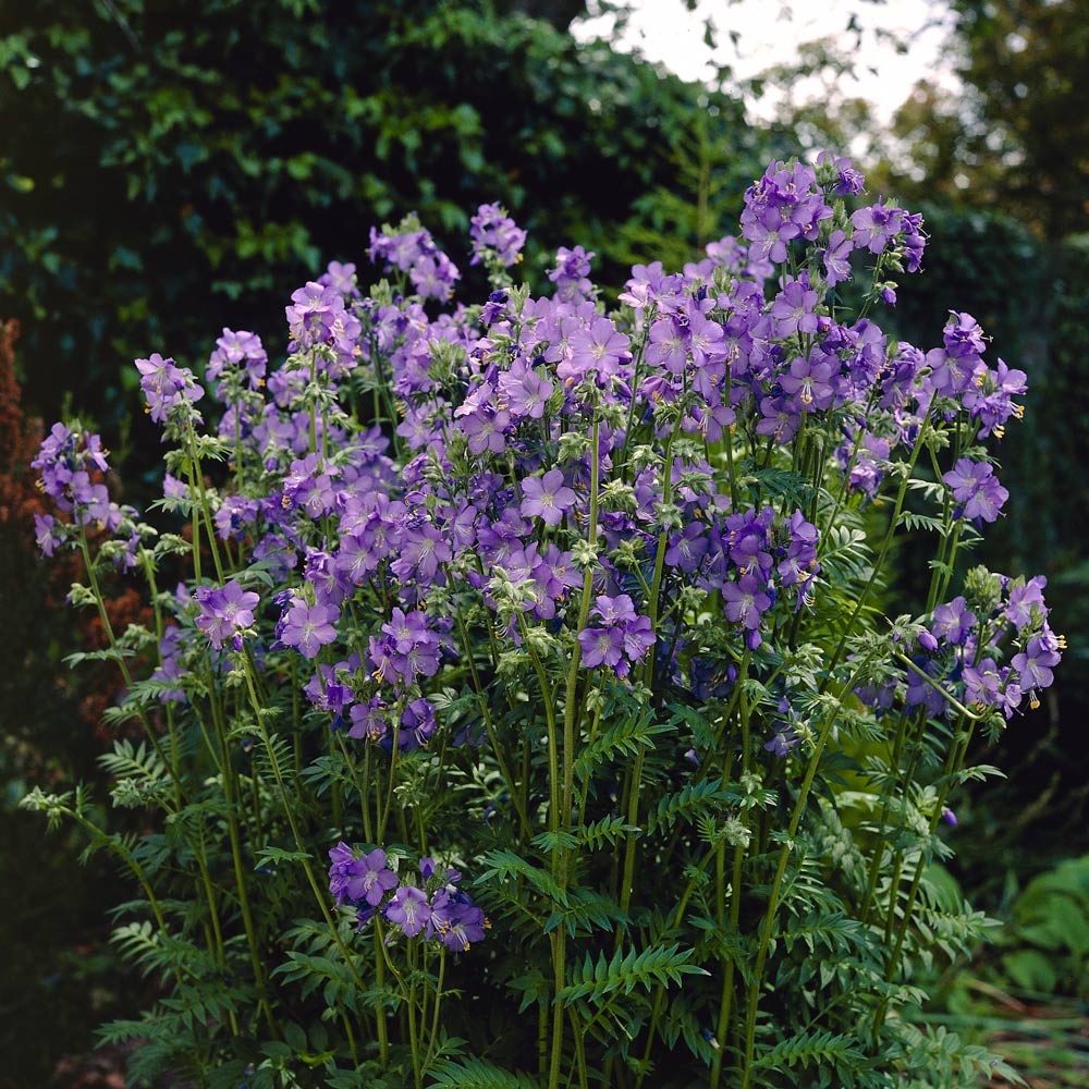 Polemonium caeruleum