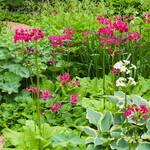  Primula japonica 'Miller's Crimson'