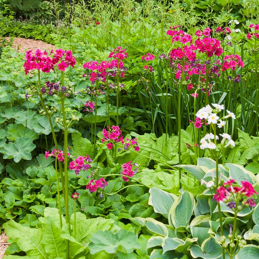 Primula japonica 'Miller's Crimson'