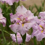  Iris ensata 'Pinkerton'
