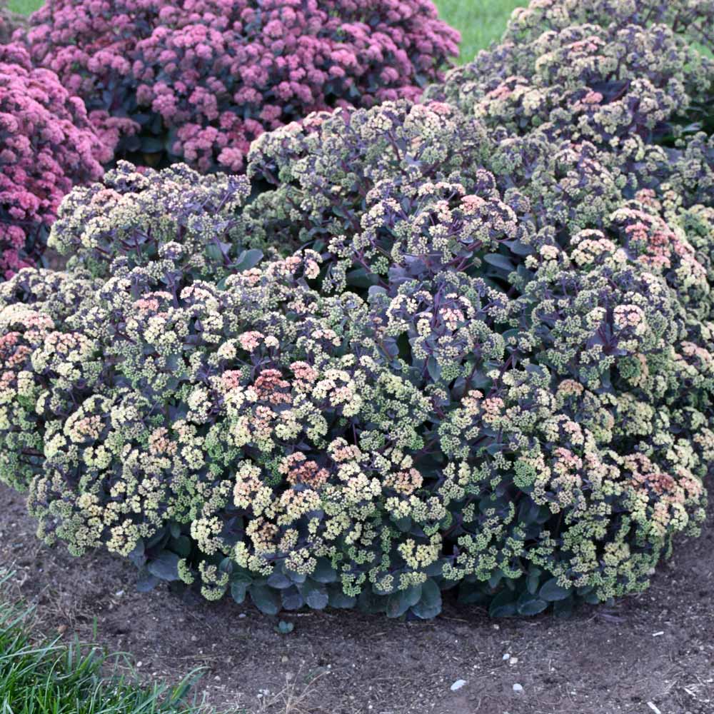 Sedum 'Night Light'