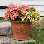  Copacabana Begonia Duo