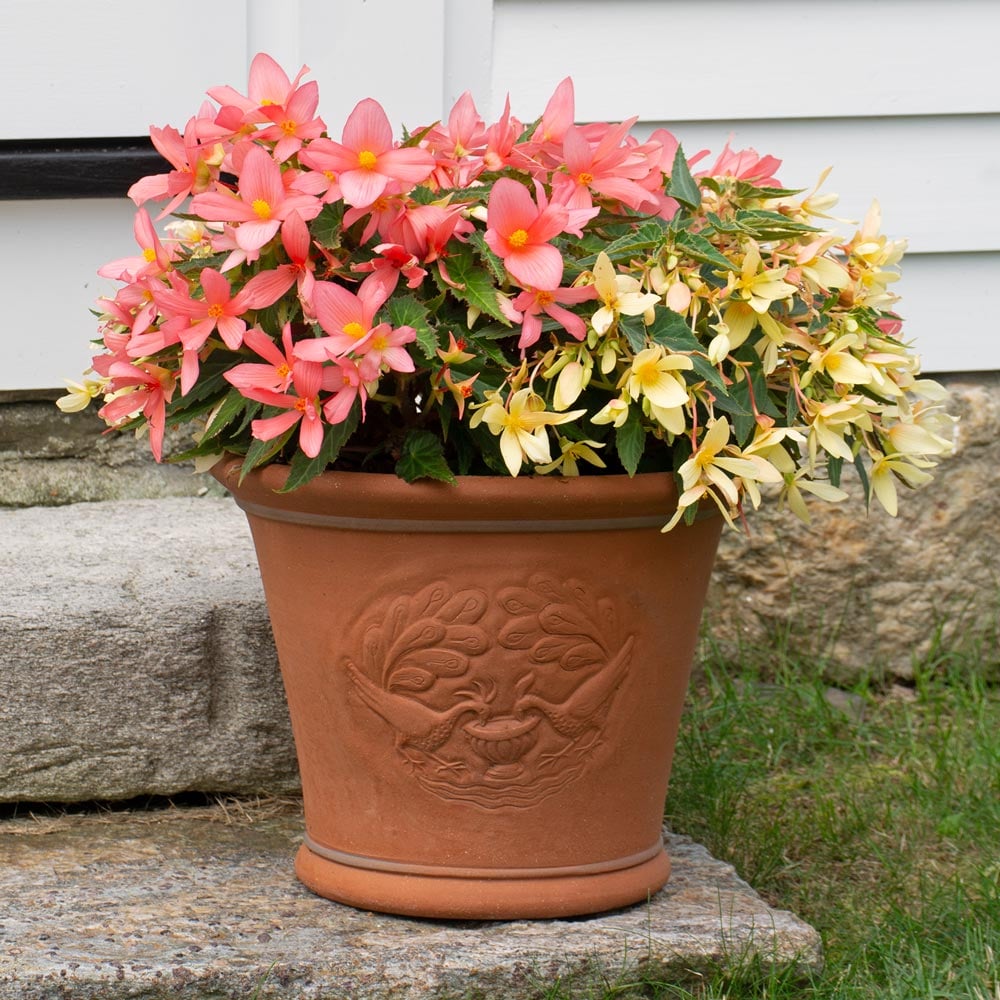 Copacabana Begonia Duo