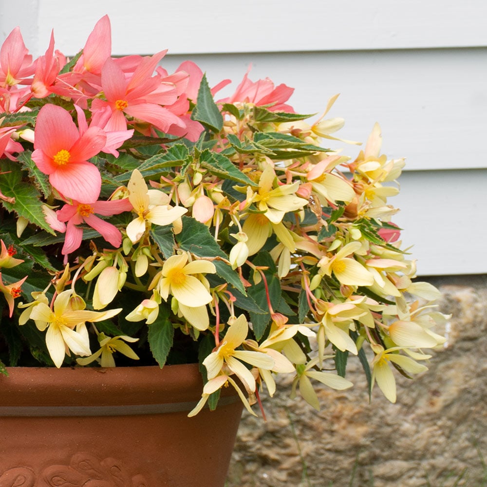 Begonia boliviensis Bossa Nova™ Yellow Improved