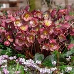  Helleborus Frostkiss® Elemental®