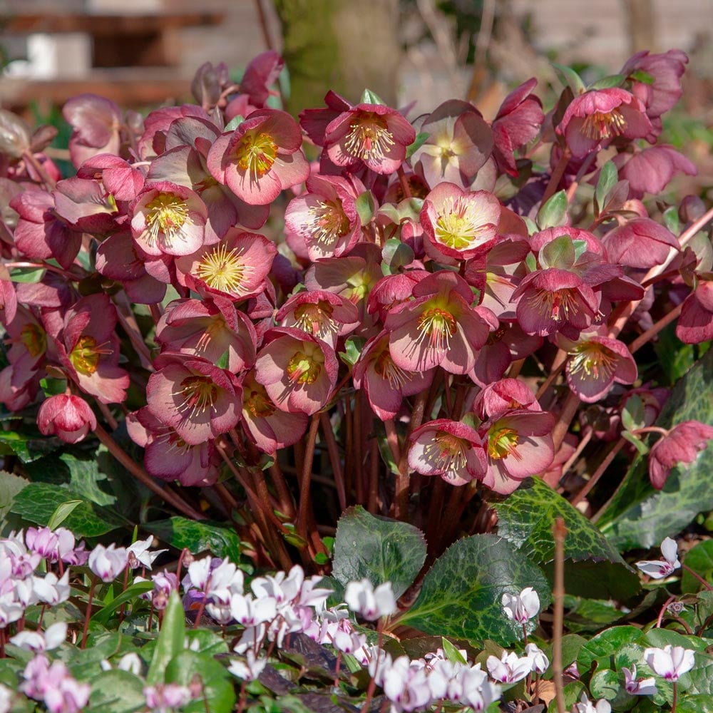 Helleborus Frostkiss® Elemental®