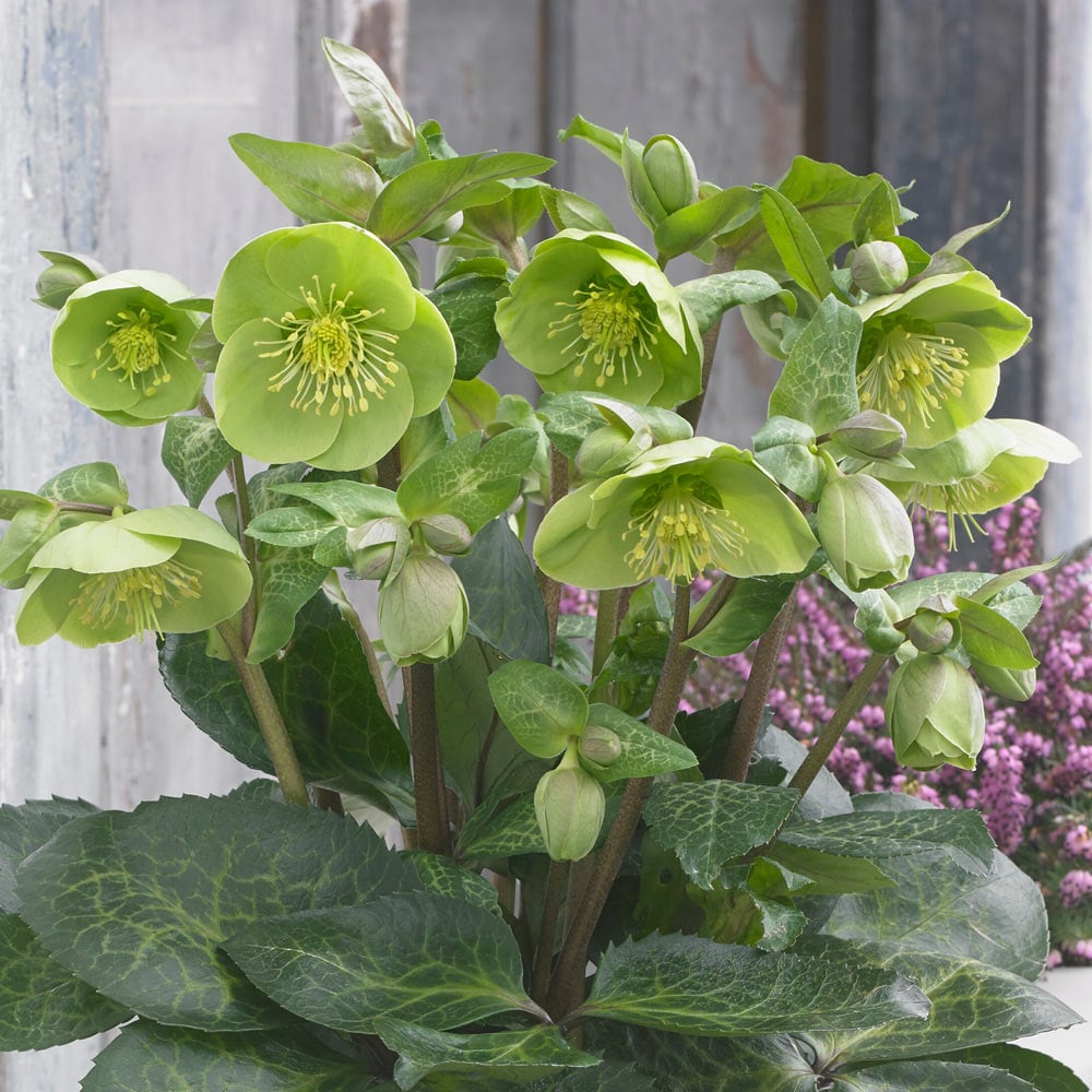 Helleborus Frostkiss® Illumi Lime™