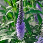  Veronica longifolia Vernique® 'Shining Sea'