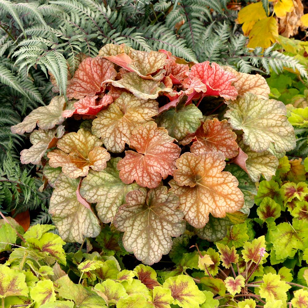 Heuchera 'Changeling'