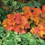  Heuchera 'Southern Comfort'